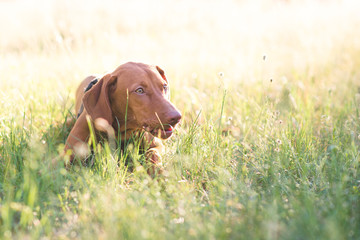 Portrait of a beautiful young dog lying in the grass on a sunny day. A brown cute dog lays in a park on the grass on a summer day and looks to the side. Magyar vizsla. Copyspace