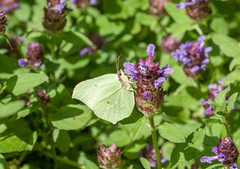 Papillon Citron femelle, Gonepteryx rhamni, se confondant avec les feuilles