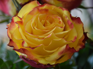 bud of a pefect blooming rose