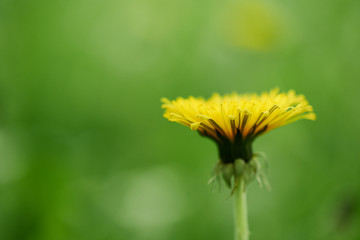 close-up view of single yellow blooming dandelion flower, selective focus