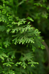 close-up view of beautiful green juniper branches, selective focus
