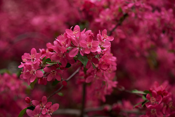 beautiful bright pink almond flowers on branches, selective focus