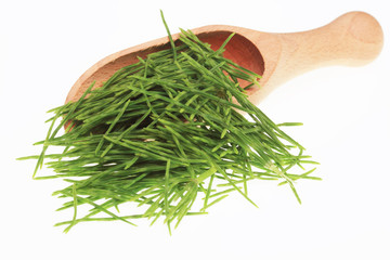 Heilpflanze Acker-Schachtelhalm, Equisetum arvense, Zinnkraut