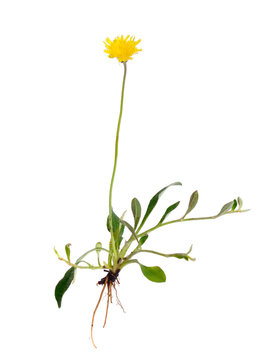 Hieracium pilosella (Pilosella officinarum), known as mouse-ear hawkweed. Isolated