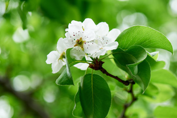 close-up view of beautiful blossoming cherry tree