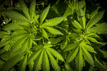 Marijuana foliage background photo. Bush cannabis closeup top view