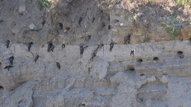 Swift birds entering and coming out of holes in a slope in natural environment. Colony of swallows on steep bank of river