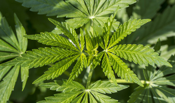 Marijuana foliage background photo. Bush cannabis closeup top view