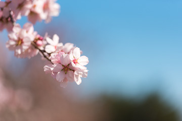 Pink flowering almond trees against blue sky. Copy space. Copy space. Blurred background. Close-up.