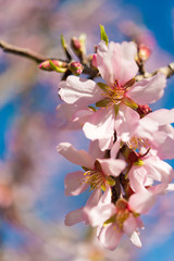 Flowering almond wind against the blue sky, macro. Vertical.