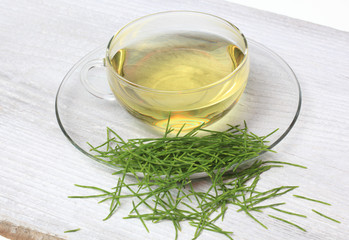 Heilpflanze Acker-Schachtelhalm, Equisetum arvense, Zinnkraut