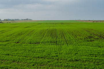 Fototapeta na wymiar Wheat germinates in spring in the field. Winter plants after winter