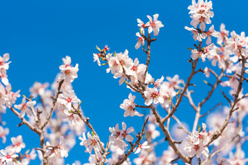 The vernal blooming of an almond tree. Pink flowers on blue sky background.