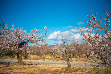 Garden of flowering almond trees in forest. Copy space.