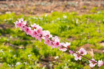 Blossoming almond branch. Abstract blurred background. Close-up.