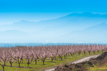 Fototapeta na wymiar Flowering almond trees against the background of mountains and blue sky. Copy space.