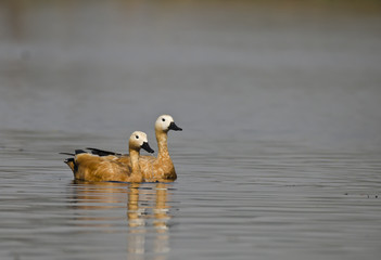 A rudy shelduck pair swimming in the calm water of bharatpur bird sanctuary