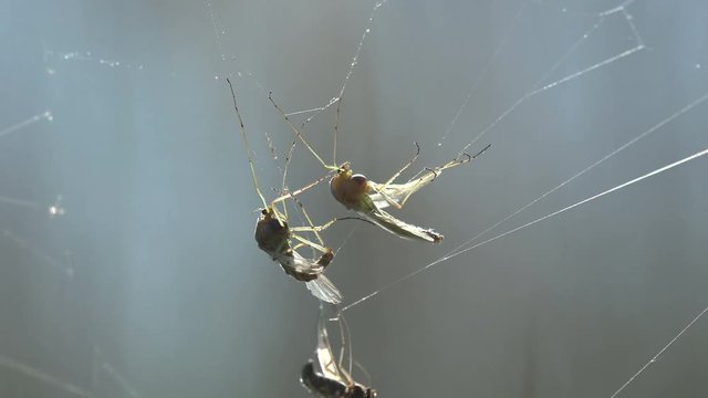 Insect close-up, Mosquito on spiderweb. Mosquitoes are of family Culicidae