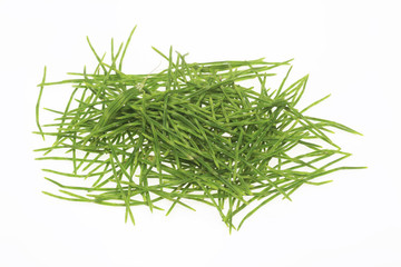 Heilpflanze Acker-Schachtelhalm, Equisetum arvense, Zinnkraut