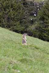 Marmotte vigilante