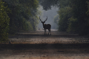 A spotted deer standing in the middle of the road inside bharatpur bird sanctuary on a winter...