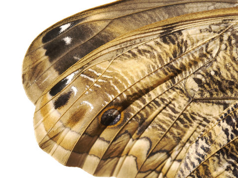 A fragment of a wing of the forest giant owl butterfly, Caligo eurilochus. Butterfly wing is divided into cells with veins, and covered with scales. Tips of forewings are isolated on white background.