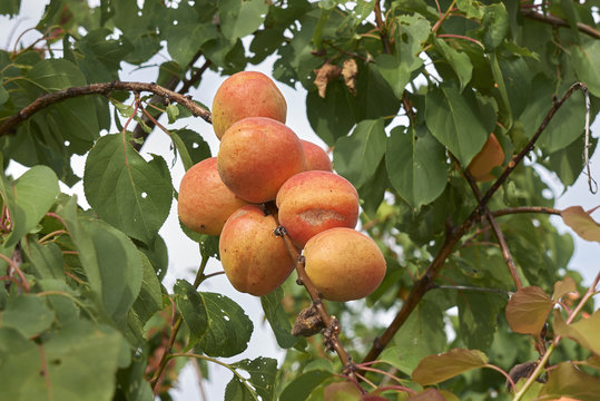 Prunus Armeniaca