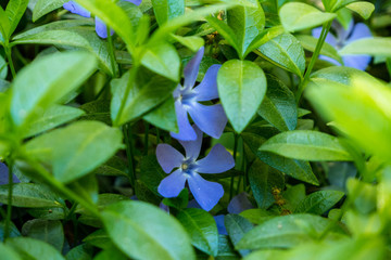 beautiful blue flower