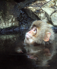 Snow Monkeys in Japan