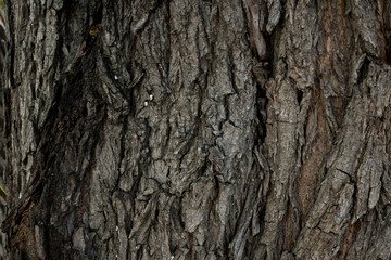 Dry tree bark texture. background