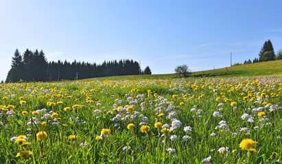 Spring meadow with lots of yellow dandelions and white cuckoo flowers under blue sky