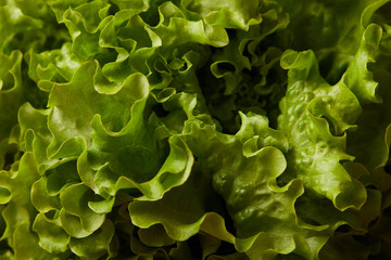 full frame shot of ripe lettuce leaves