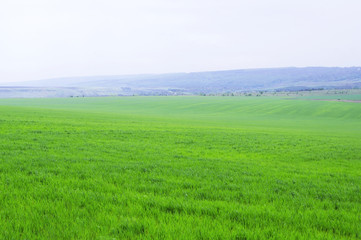 Fototapeta premium Beautiful background of the field with the coincidence of green wheat
