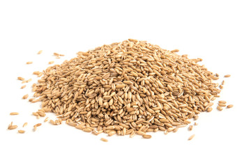 Oat grain isolated on white background.