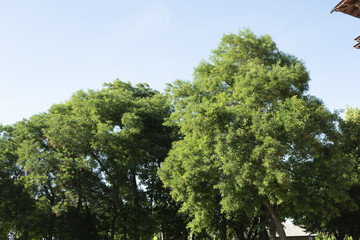 trees