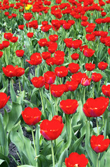 Obraz premium Glade with a lot of red tulips