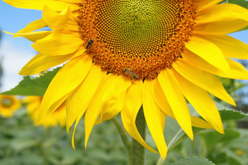 Colorful blooming sunflower and bee