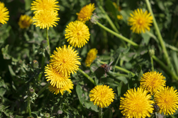 Yellow dandelion flowers on nature as background