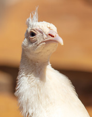 Portrait of a white peacock at the zoo