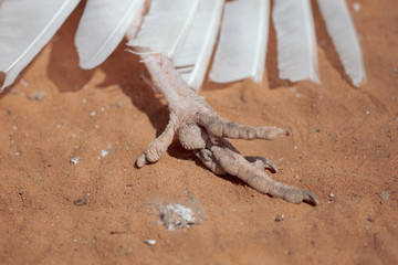 Paws of a peacock on sand