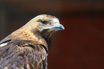 Portrait of an eagle at the zoo