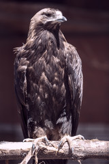 Portrait of an eagle at the zoo