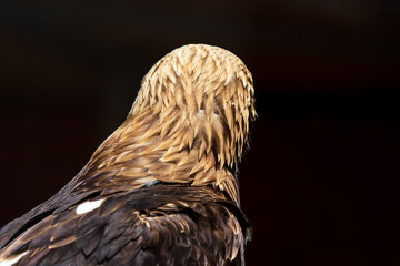 The eagle turned his head