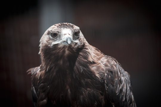Portrait of an eagle at the zoo