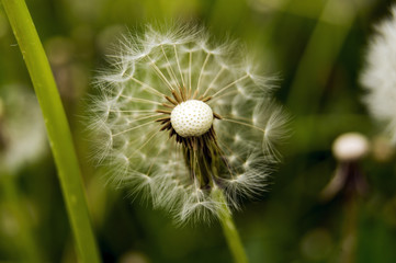 Closeup of dandelion in windy weather