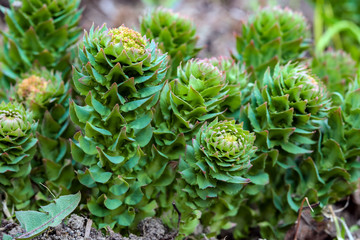 
    The first shoots, shoots medicinal plant Golden root, Rhodiola rosea early spring on the background of the earth 

