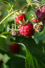 Branch of ripe raspberries in a garden.