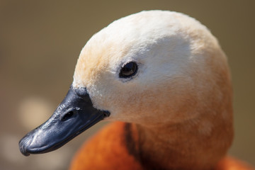 Portrait of a duck in the zoo