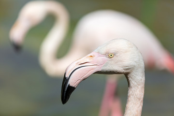 Portrait of a pink flamingo in nature