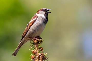 Portrait of a sparrow on a tree